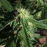 семена конопли в оригинальных упаковках Auto Haze feminised семена конопли в оригинальных упаковках Auto Haze feminised