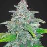 купить семена конопли Jamaican Orange Skunk feminised купить семена конопли Jamaican Orange Skunk feminised