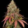 купить семена конопли в москве White Widow x Early Skunk feminised купить семена конопли в москве White Widow x Early Skunk feminised