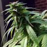 урожайные семена конопли White Widow x Early Skunk feminised урожайные семена конопли White Widow x Early Skunk feminised