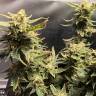купить в интернете семена конопли Auto Super Lemon Haze feminised купить в интернете семена конопли Auto Super Lemon Haze feminised