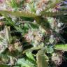 семена конопли Auto Super Lemon Haze feminised Green House Seeds семена конопли Auto Super Lemon Haze feminised Green House Seeds