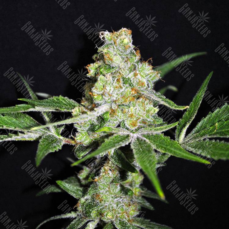 Indica Mix feminised RuSeeds Indica Mix feminised RuSeeds