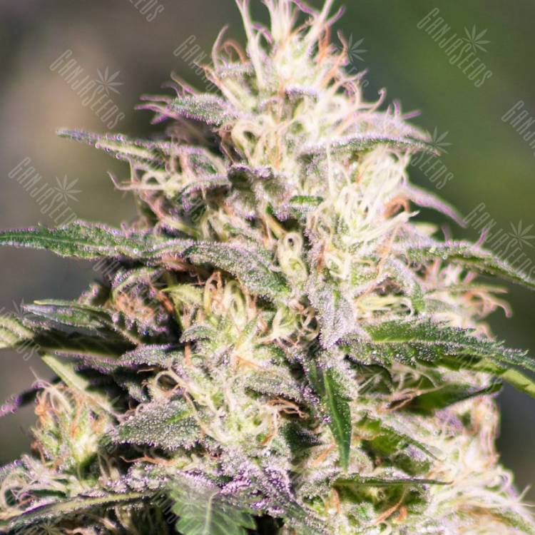Auto Kalashnikova regular Ganja Seeds Auto Kalashnikova regular Ganja Seeds