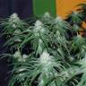 заказ семян конопли Спб Peppermint Kush feminised Barneys Farm
