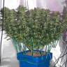 заказ семян конопли Peppermint Kush feminised Barneys Farm
