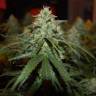 заказ семян конопли Москва Peppermint Kush feminised Barneys Farm