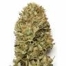 семена конопли интернет магазин Auto Blue Dream feminised Humboldt Seeds семена конопли интернет магазин Auto Blue Dream feminised Humboldt Seeds