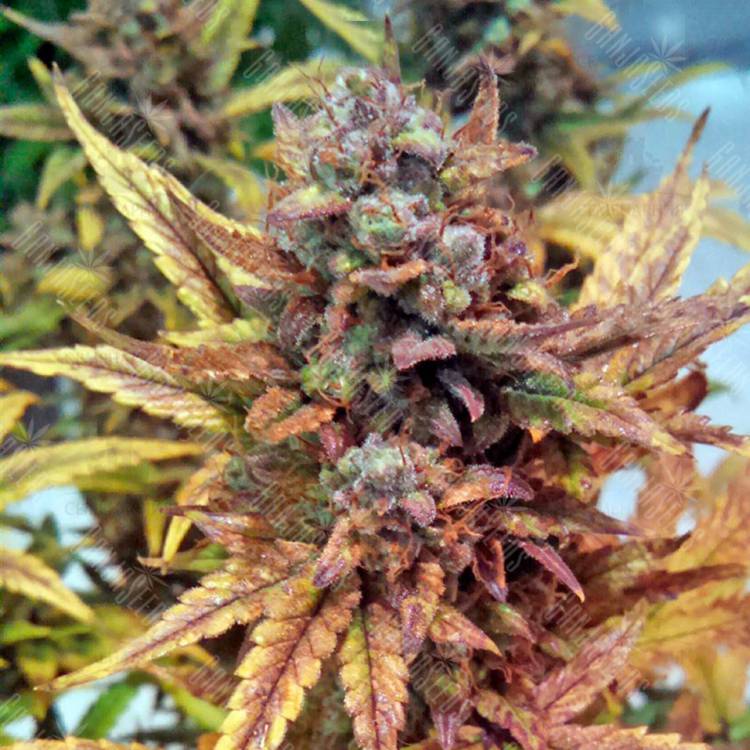 семена конопли в фирменной упаковке Auto Blue Dream feminised Humboldt Seeds семена конопли в фирменной упаковке Auto Blue Dream feminised Humboldt Seeds