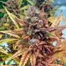 семена конопли в фирменной упаковке Auto Blue Dream feminised Humboldt Seeds семена конопли в фирменной упаковке Auto Blue Dream feminised Humboldt Seeds