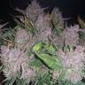 семена конопли f1 в оригинальной упаковке Auto Blue Dream feminised Humboldt Seeds семена конопли f1 в оригинальной упаковке Auto Blue Dream feminised Humboldt Seeds