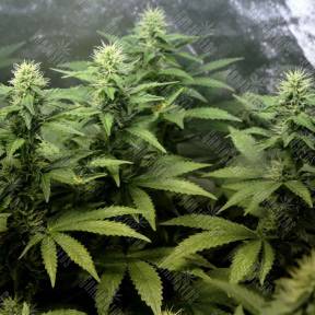 Auto Blue Hell feminised Medical Seeds