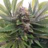заказать на сайте семена конопли White Widow regular Nirvana Seeds