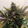 где можно заказать семена конопли White Widow regular Nirvana Seeds