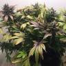 конопля семена сорта заказать White Widow regular Nirvana Seeds