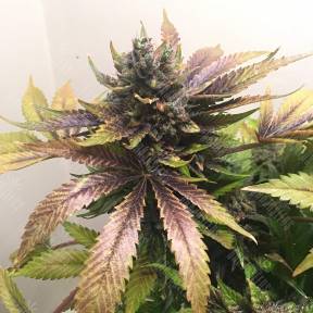 White Widow regular Nirvana Seeds