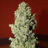 семена индийской конопли Auto Speed Devil #2 feminised Sweet Seeds