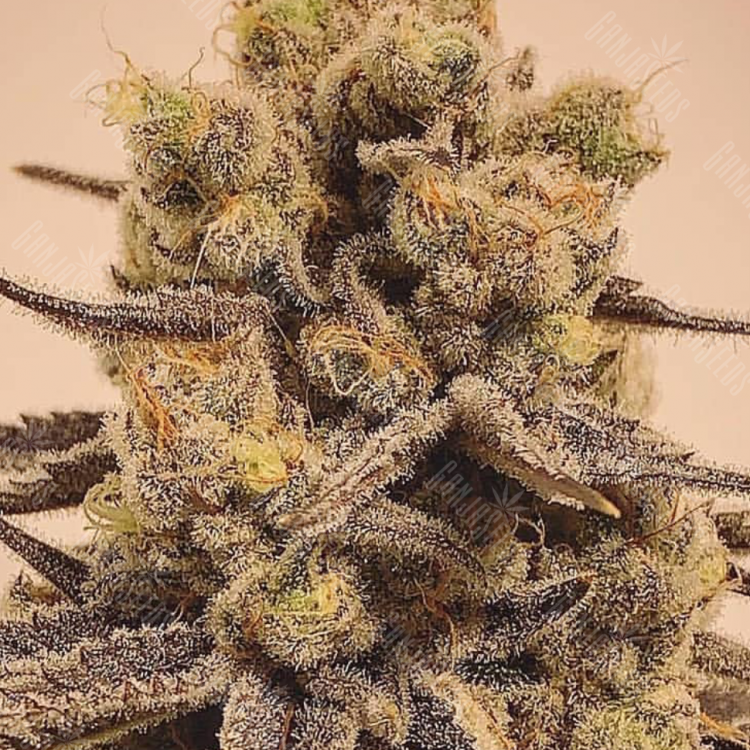 Cream Mandarine feminised Ganja Seeds Fast Version Cream Mandarine feminised Ganja Seeds Fast Version