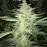 доставка семян конопли Auto Cheese feminised доставка семян конопли Auto Cheese feminised