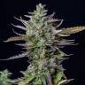 купить семена конопли Auto Cheese feminised купить семена конопли Auto Cheese feminised