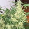 мощные семена конопли Auto Cheese feminised мощные семена конопли Auto Cheese feminised