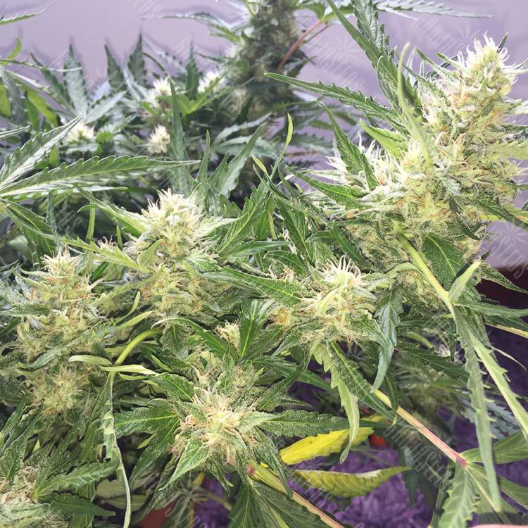 семена конопли интернет магазин Auto Cheese feminised семена конопли интернет магазин Auto Cheese feminised