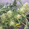 семена конопли интернет магазин Auto Cheese feminised семена конопли интернет магазин Auto Cheese feminised