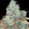 Auto Northern Blue feminised Ganja Seeds Auto Northern Blue feminised Ganja Seeds