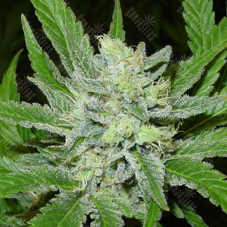 хорошие семена конопли Auto Northern Blue feminised хорошие семена конопли Auto Northern Blue feminised
