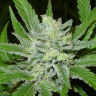 хорошие семена конопли Auto Northern Blue feminised хорошие семена конопли Auto Northern Blue feminised