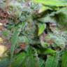 заказать на сайте семена конопли Auto Super Lemon Haze CBD feminised Green House Seeds заказать на сайте семена конопли Auto Super Lemon Haze CBD feminised Green House Seeds