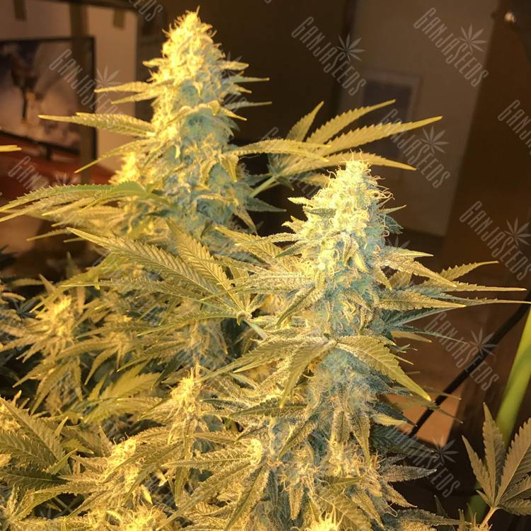 где заказать семена конопли Snow Leopard feminised Bang Seeds где заказать семена конопли Snow Leopard feminised Bang Seeds