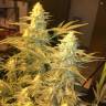 где заказать семена конопли Snow Leopard feminised Bang Seeds где заказать семена конопли Snow Leopard feminised Bang Seeds