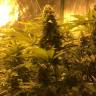 семена конопли недорого Snow Leopard feminised Bang Seeds семена конопли недорого Snow Leopard feminised Bang Seeds