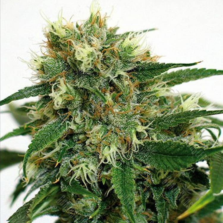где заказать семена конопли Phatt Fruity feminised Barneys Farm где заказать семена конопли Phatt Fruity feminised Barneys Farm