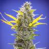 урожайные семена конопли Amnesia #7 feminised Exotic Seed