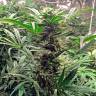 семена конопли недорого Auto Bubba Cheese feminised Humboldt Seeds семена конопли недорого Auto Bubba Cheese feminised Humboldt Seeds