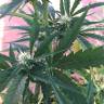 семена конопли медицинской Auto No Name feminised Medical Seeds семена конопли медицинской Auto No Name feminised Medical Seeds