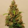 где заказать семена конопли Auto Royal Kush feminised Royal Queen где заказать семена конопли Auto Royal Kush feminised Royal Queen