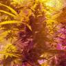 семена конопли для курения Auto Sweet Cheese feminised Sweet Seeds семена конопли для курения Auto Sweet Cheese feminised Sweet Seeds
