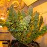 Семена конопли Blue Gelato 41 feminised Ganja Seeds Семена конопли Blue Gelato 41 feminised Ganja Seeds