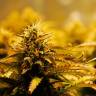 Семена каннабиса Jack 47 feminised Ganja Seeds Семена каннабиса Jack 47 feminised Ganja Seeds