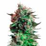 Качественные семена конопли Jack 47 feminised Ganja Seeds Качественные семена конопли Jack 47 feminised Ganja Seeds