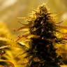 Недорогие семена марихуаны Jack 47 feminised Ganja Seeds Недорогие семена марихуаны Jack 47 feminised Ganja Seeds