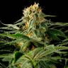 Семена California Hash Plant feminised GanjaLiveSeeds купить Семена California Hash Plant feminised GanjaLiveSeeds купить