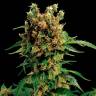 Семена конопли California Hash Plant feminised GanjaLiveSeeds заказать Семена конопли California Hash Plant feminised GanjaLiveSeeds заказать
