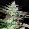 заказать семена конопли на сайте Black Domina x Jack Herer feminised заказать семена конопли на сайте Black Domina x Jack Herer feminised