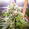 семена конопли с доставкой Black Domina x Jack Herer feminised семена конопли с доставкой Black Domina x Jack Herer feminised