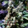 New York City feminised RuSeeds New York City feminised RuSeeds