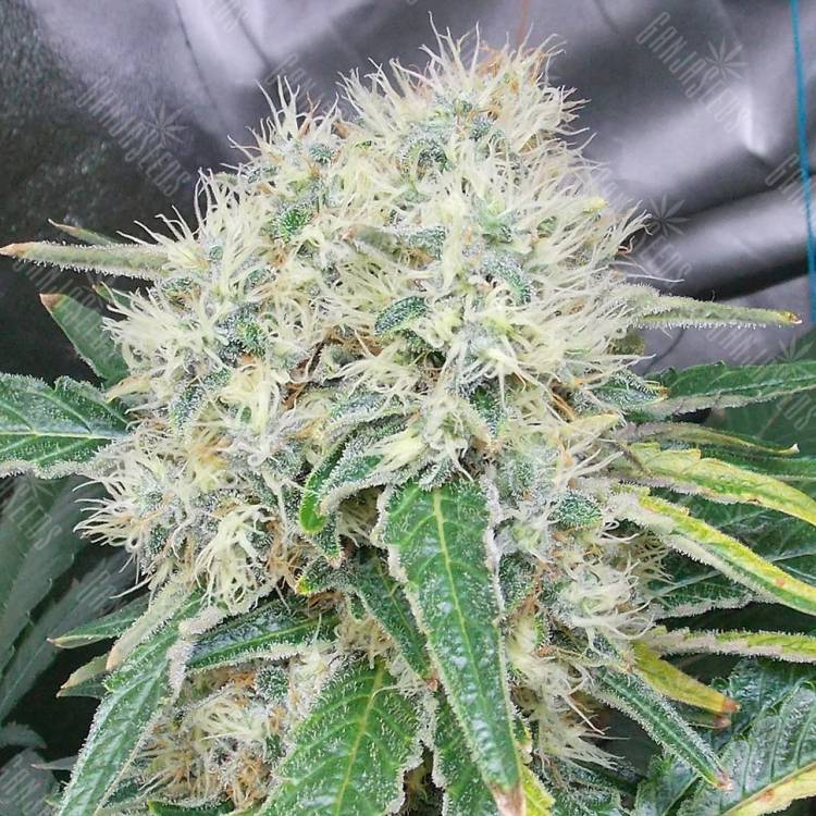 семена конопли Спб Talas feminised Bang Seeds семена конопли Спб Talas feminised Bang Seeds
